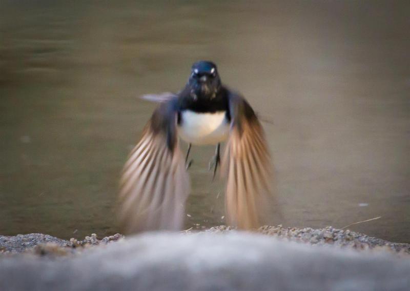 Willy Wagtail catching dragonflies.