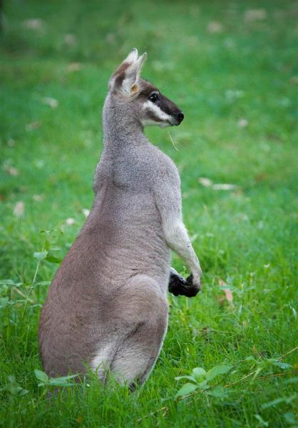 Pretty Face (Whiptail) Wallaby