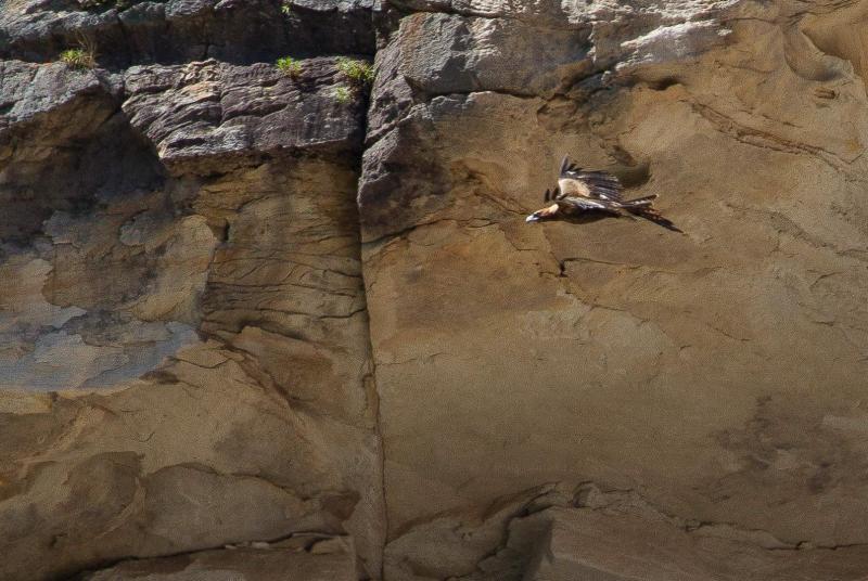 Wedge-tailed Eagle