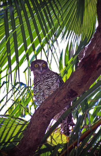 Powerful Owl