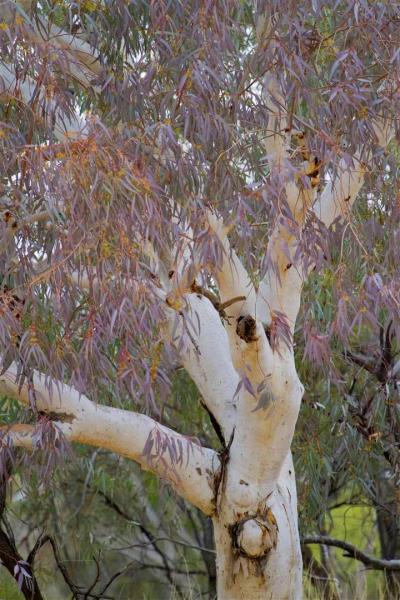 Paroo River, Currawinya National Park.