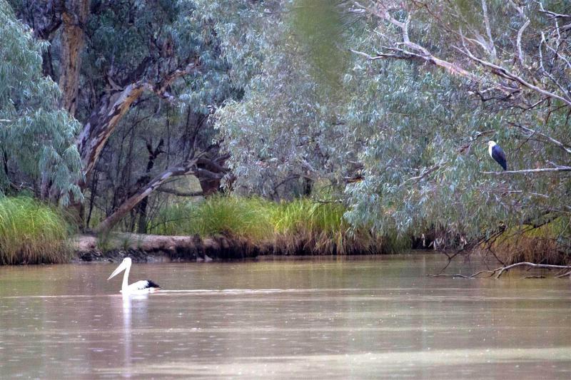 Paroo River, Currawinya National Park.