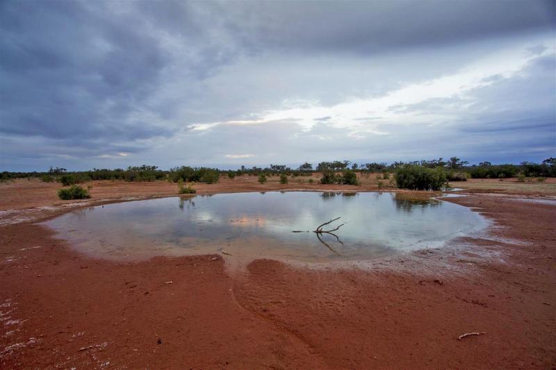 Dead Horse Springs. Currawinya National Park.