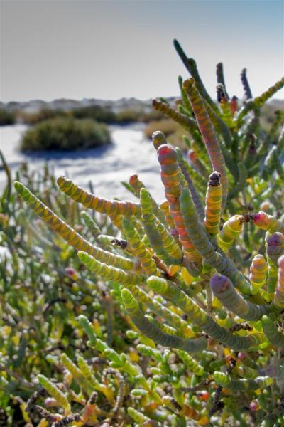 Samphire, Lake Wyara, Currawinya National Park.