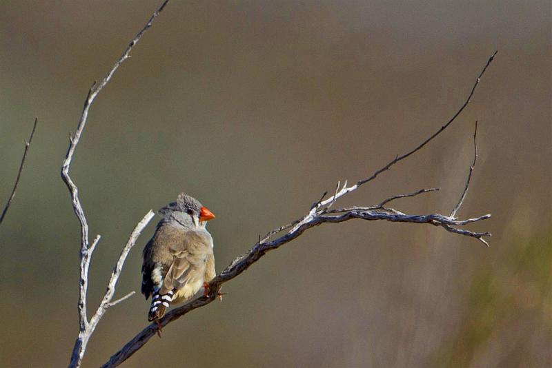 Zebra Finch, Lake Wyara, Currawinya National Park.