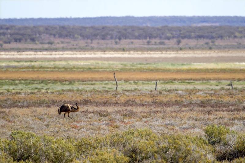 Lake Wyara, Currawinya National Park.