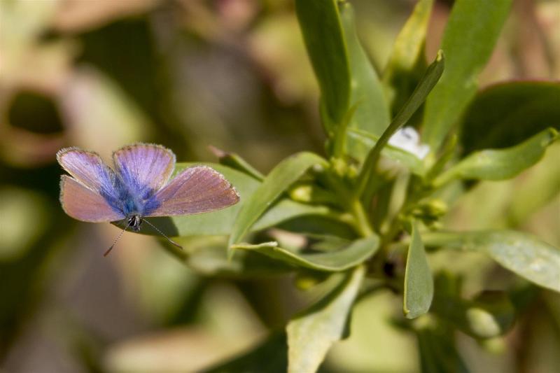 Blue Butterfly, Lake Wyara, Currawinya National Park.
