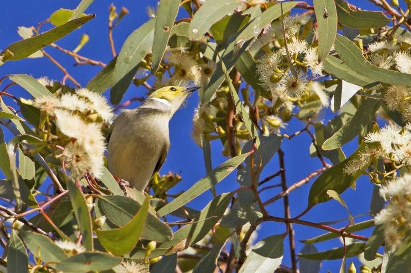 White-plumed Honeyeater. Currawinya National Park.