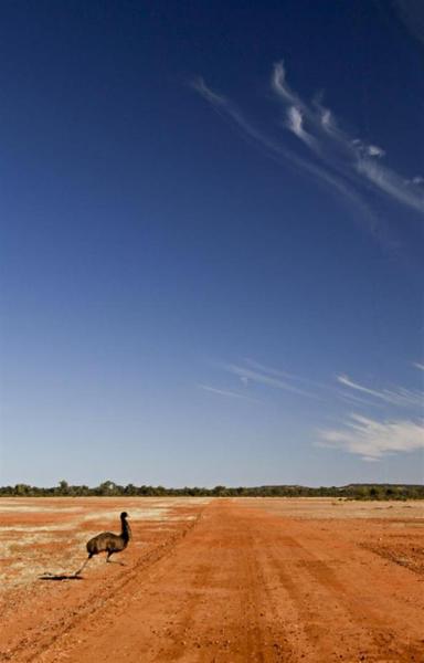 Roadrunner. Big Roadrunner. Currawinya National Park.