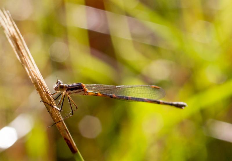 Austrolestes minjerriba Dune Ringtail