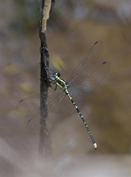 Rockmount area, February 2012. Rod Hobson, Barry Kenway. Yellow-tipped Tigertail. Choristhemis flavoterminata.