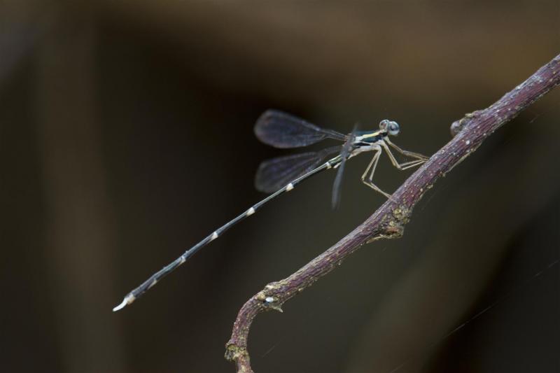 Rockmount area, February 2012. Rod Hobson, Barry Kenway. Southern Whitetip, Episynlestes albicauda.