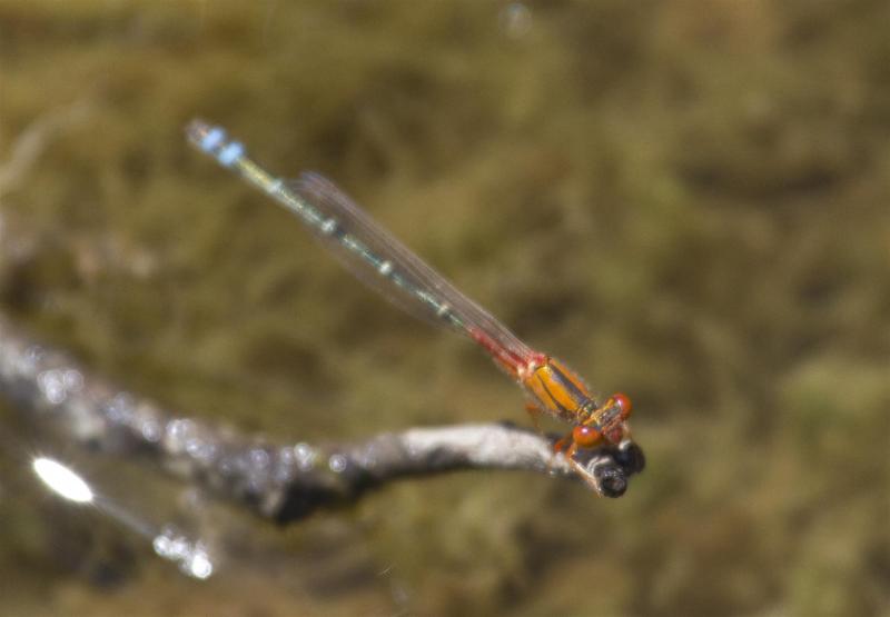 Rockmount area, February 2012. Rod Hobson, Barry Kenway. Red and Blue Damsel. Xanthagrion erythroneurum.