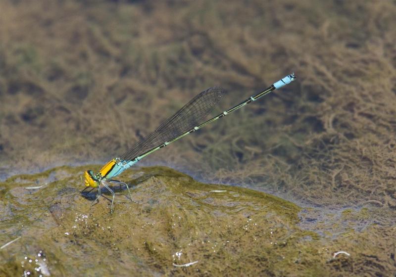 Rockmount area, February 2012. Rod Hobson, Barry Kenway. Gold-fronted Riverdamsel. Pseudagrion aureofrons.