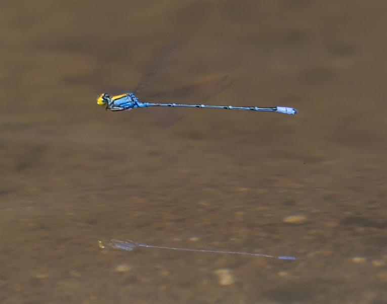 Rockmount area, February 2012. Rod Hobson, Barry Kenway. Gold-fronted Riverdamsel. Pseudagrion aureofrons.