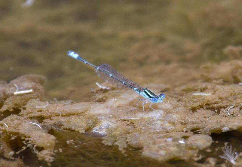 Rockmount area, February 2012. Rod Hobson, Barry Kenway. Eastern Billabongfly. Austroagrion watsoni.