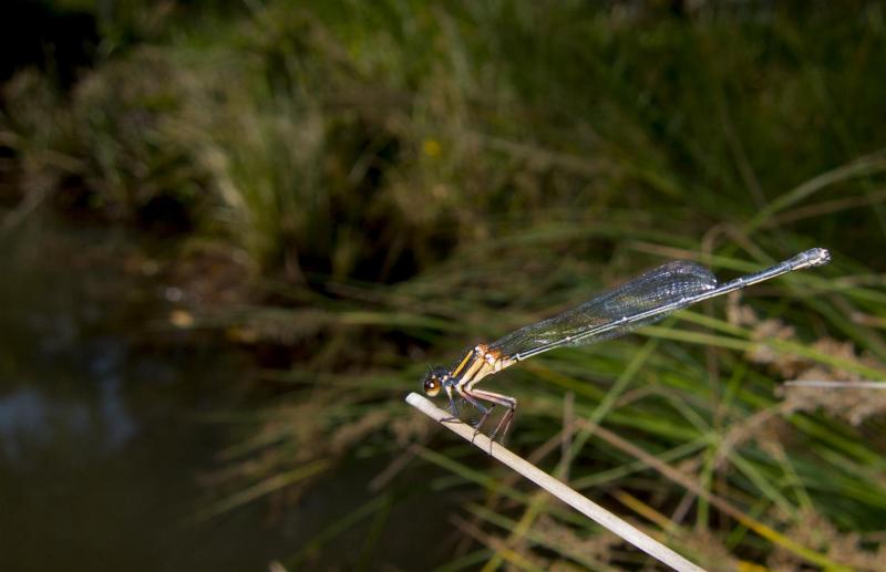 Orange Threadtail, Nososticta solida