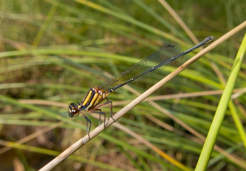 Orange Threadtail, Nososticta solida