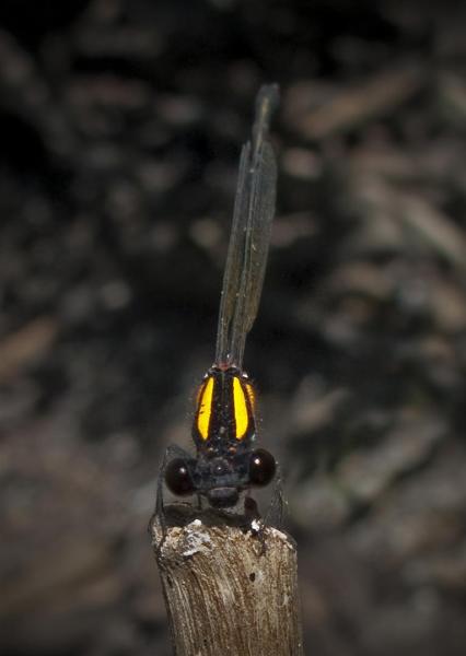 Wainui Station survey, February 2009. Damselfly, Nososticta solida Orange Threadtail