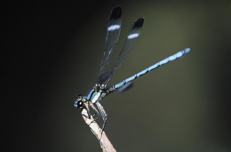 Mayfly, Lamington NP