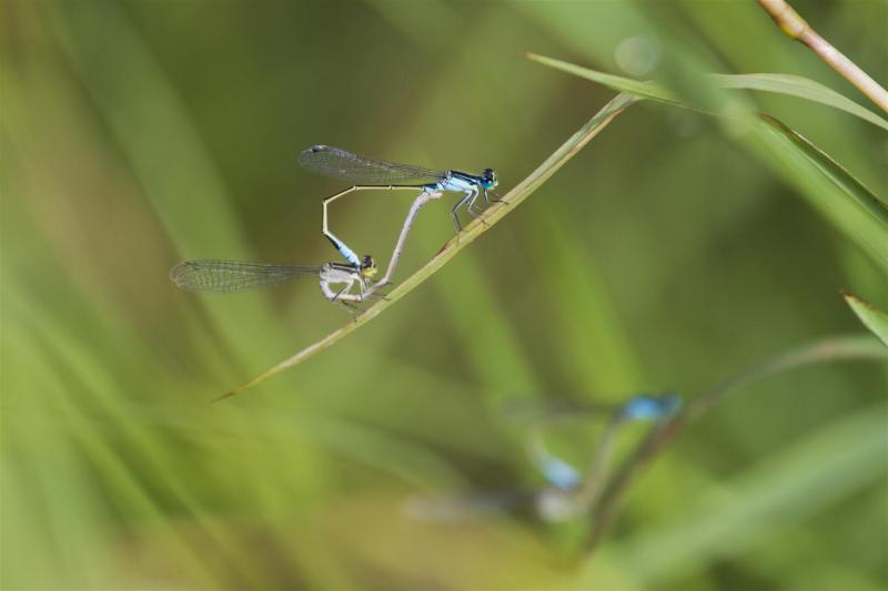 Common bluetail, Ischnura heterosticta