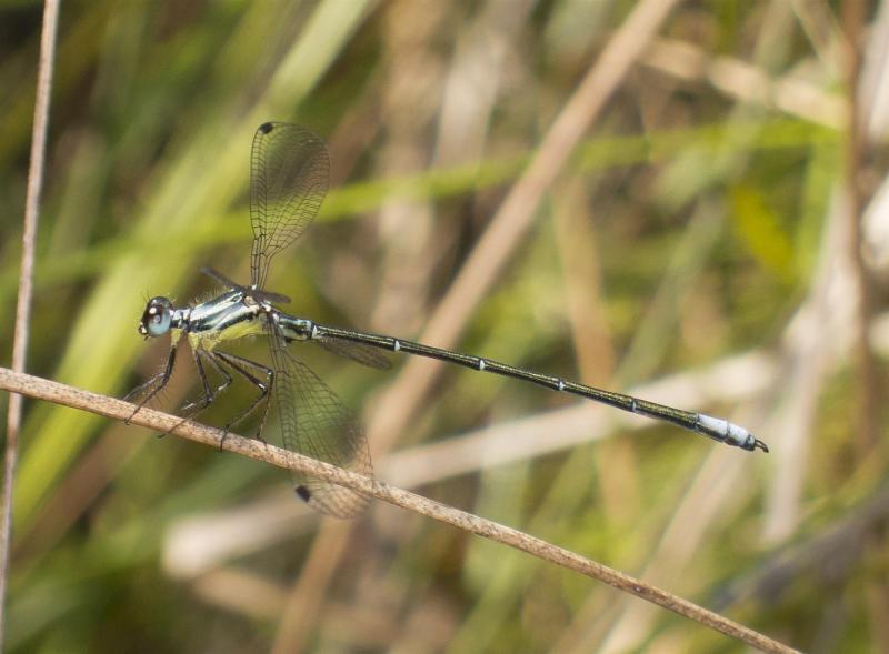 Coastal Flatwing Griseargiolestes albescens