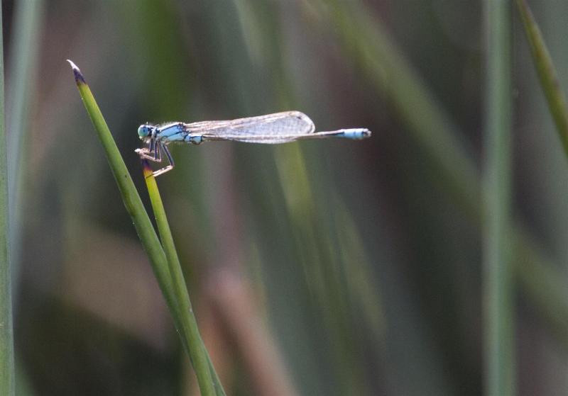 Common bluetail, Ischnura heterosticta