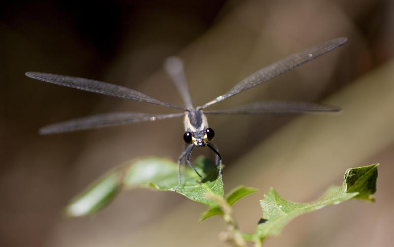 Catherine Burton, Rob Gratwick's place. With Rod Hobson, Helen Scanlen, Catherine Burton. Common Flatwing Austroargiolestes icteromelas., Ridge Prospect, Hell Hole.