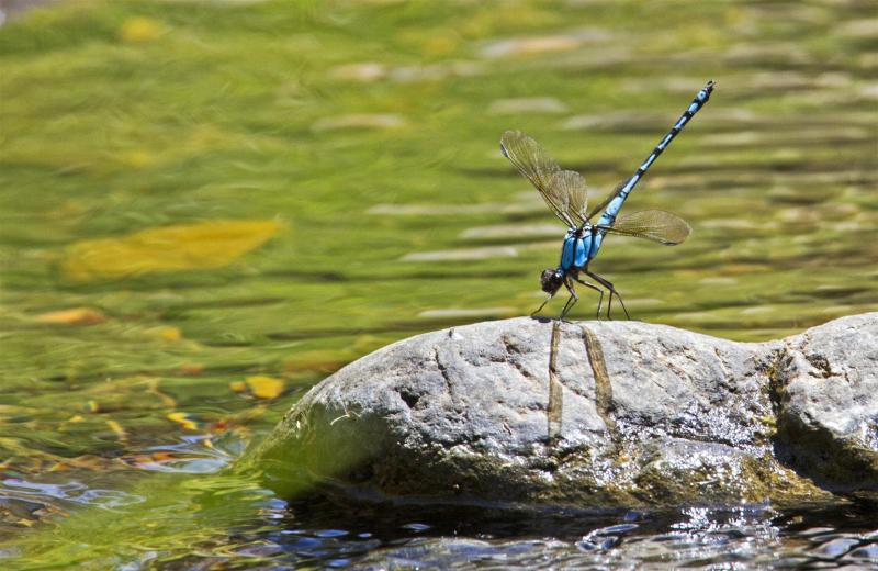 Stockyard Creek with Rod Hobson. Arrowhead Rockmaster Diphlebia nymphoides