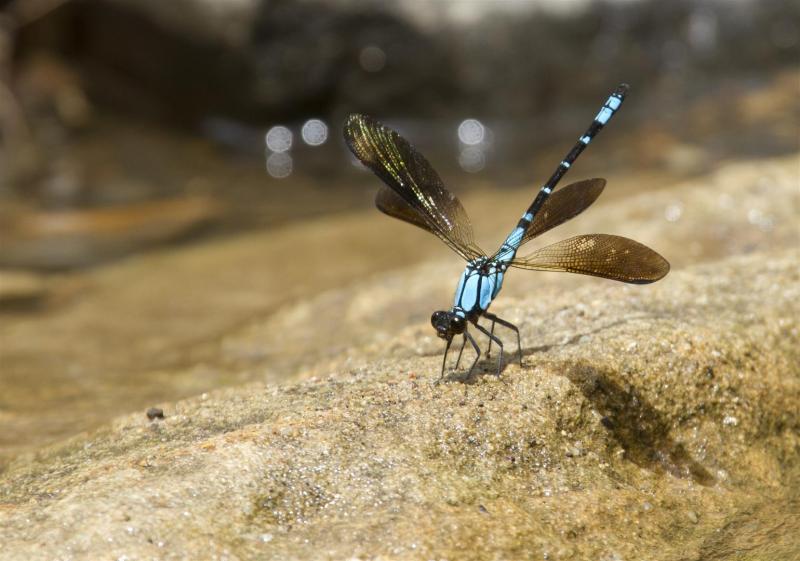 Rockmount area, February 2012. Rod Hobson, Barry Kenway. Sapphire Rockmaster. Diphlebia coerulescens.