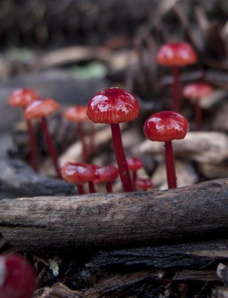 Fungi, Queens Park, Toowoomba, 3 March 2010