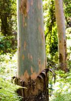 Flooded Gums, Goomburra.