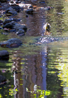 Bird bathing in Dalrymple Creek