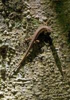 Rainforest Skink