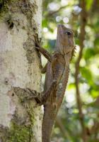 Southern Angle-headed Dragon