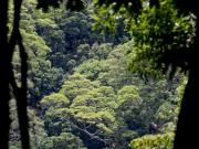 Goomburra NP