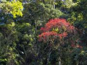 Flame Tree