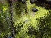 Tree Ferns (<i>Cyathea</i>) reflected in water.