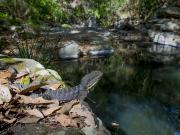 Eastern Water Dragon