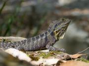 Eastern Water Dragon