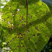 Giant Stinging Tree