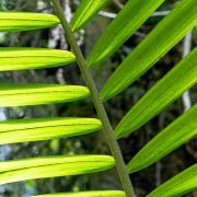 Rainforest palm