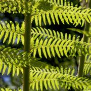 Tree Fern