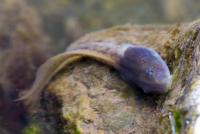 Great Barred Frog tadpoles