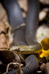 Marsh Snake