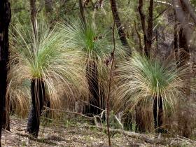 Grass Trees, Goomburra.