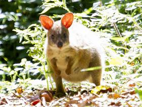 Red-necked Pademelon.