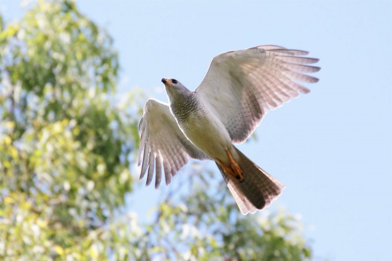 Grey Goshawk