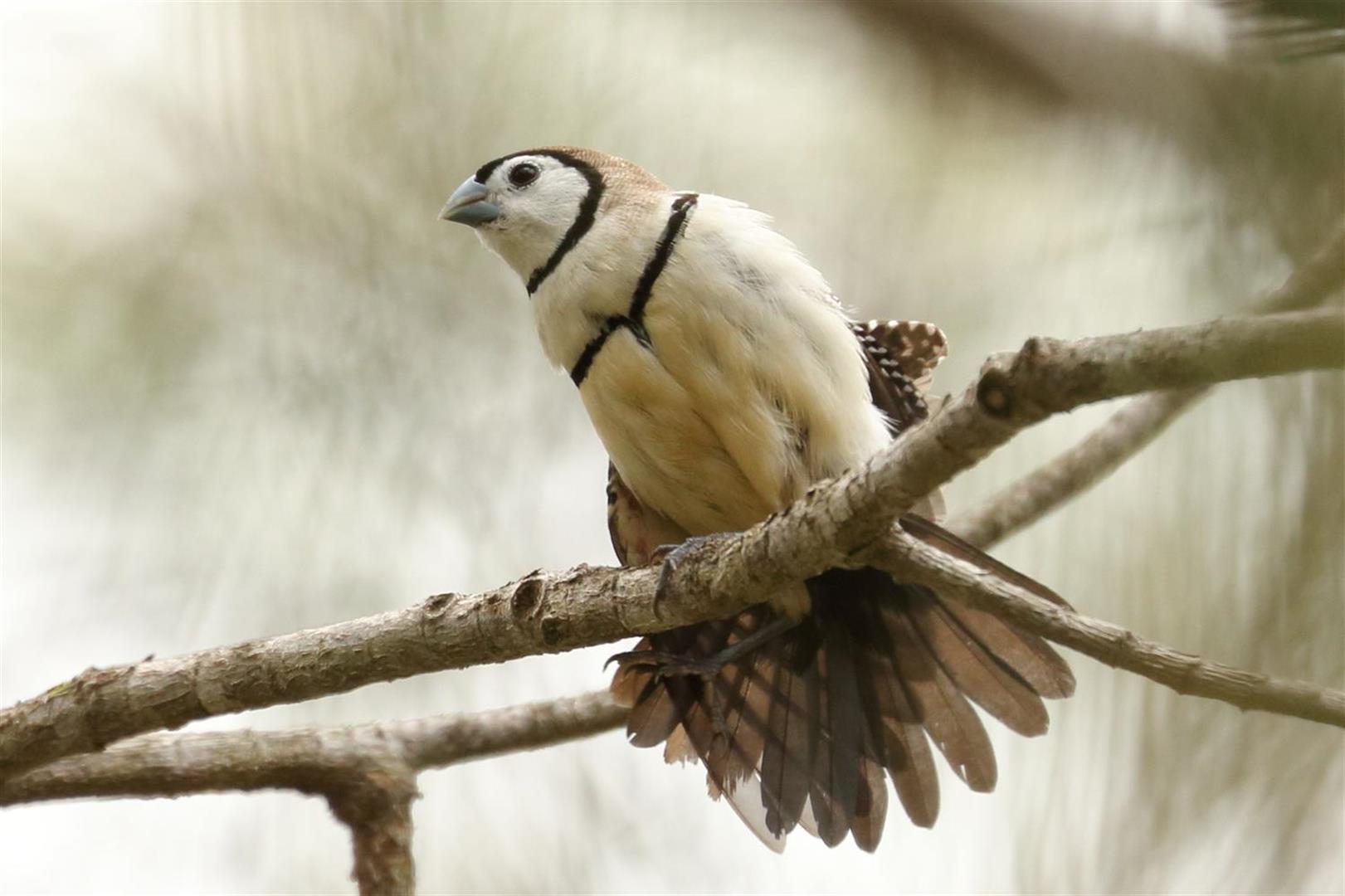 Double-barred Finch. Photo Mike Peisley.