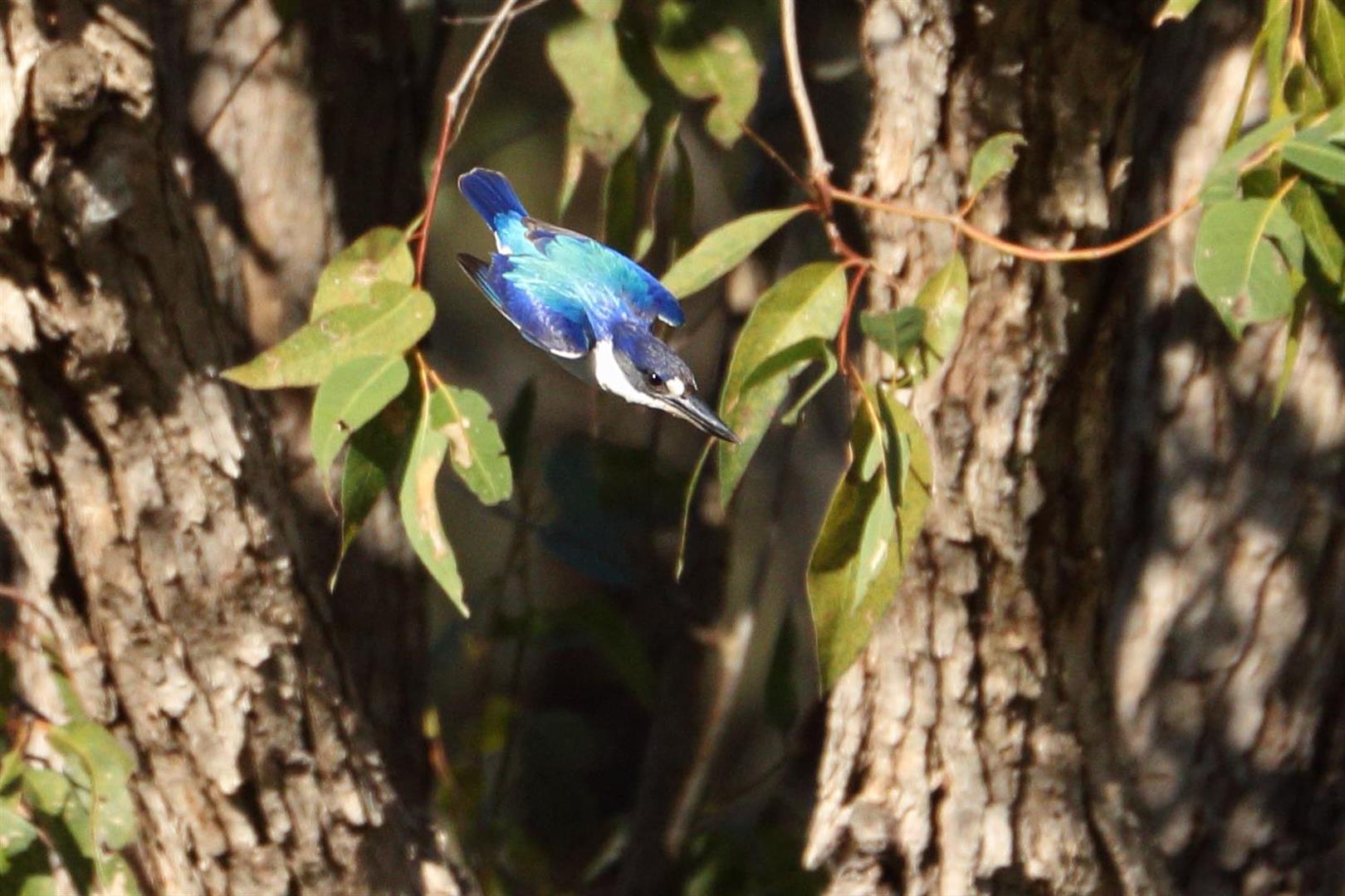 Sacred Kingfisher. Photo Mike Peisley.